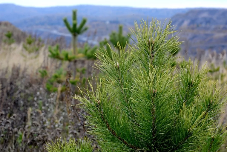 Фото: Горняки УК «Кузбассразрезуголь» высадили в 2021 году более 725 тысяч деревьев 2