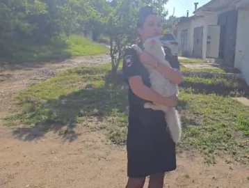 Фото: В Иркутской области сотрудники Госавтоинспекции спасли потерявшего сознание кота 1