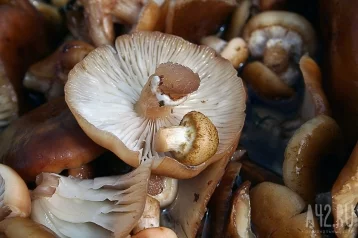 Фото: Российские врачи назвали безопасную порцию грибов 1