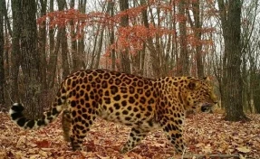 Опубликовано фото леопарда Всеволода, который прославился путешествиями в Китай