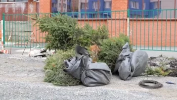 Фото: В Кемерове пересаживают деревья из-за ремонта коммуникаций на Мичурина 1