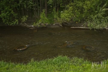 Фото: В одном из водоёмов Кемерова заметили ондатру 1