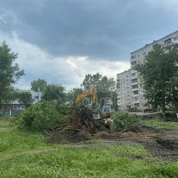 Фото: Кемеровчане пожаловались на вырубку деревьев на Волгоградской улице 1
