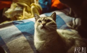 Новокузнечане пожаловались на хозяйку квартиры, приютившую 25 кошек