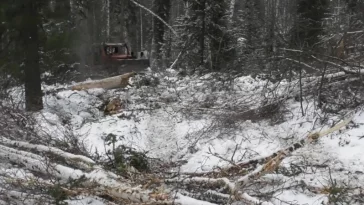 Фото: В Кузбассе будут судить «чёрных лесорубов», вырубивших лес на 17 млн рублей 3