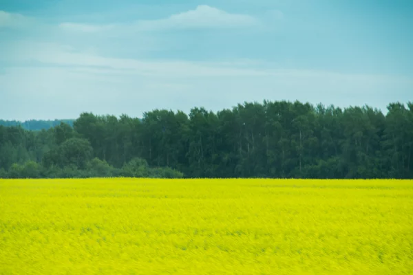 «Золотая осень»: РСХБ прогнозирует рекорды по сбору трёх ключевых культур в сезоне 2025/2026