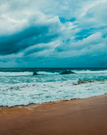 На побережье Каспийского моря снова массово погибли тюлени
