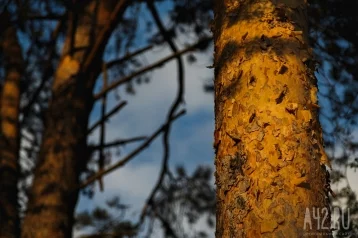 Фото: «Что происходит?»: кемеровчанку обеспокоила рубка деревьев и ямы в Сосновом бору 1