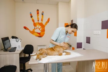 Фото: Центр «Успех» — ветеринария нового формата в Кемерове 2