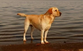 В Хабаровске местные жители спасли тонущую собаку
