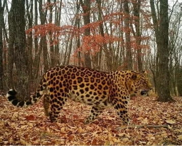 Фото: Опубликовано фото леопарда Всеволода, который прославился путешествиями в Китай 1