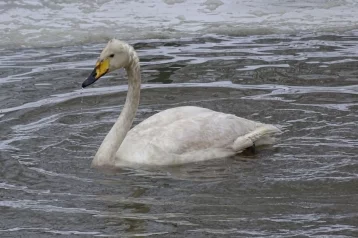 Фото: Спасённого кузбассовцами лебедя будут выхаживать в Кузнецком Алатау 1