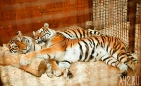 В Рязани тигрица сбежала из частного дома и напала на человека