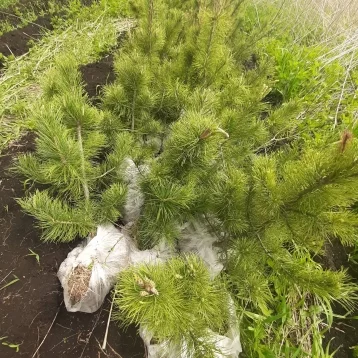 Фото: В Сибири Фонд «Экология» РСХБ выпустил 163 тысячи мальков и посадил 60 тысяч деревьев 1