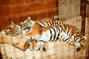 Фото: В Рязани тигрица сбежала из частного дома и напала на человека 1