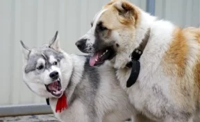 Кузбассовец поставил «фингал» соседу за неумение обращаться с собакой