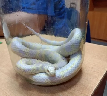 Фото: В Кузбассе змея заползла в туалет в квартире 1