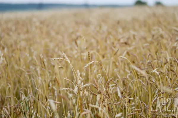 Губернатор поздравил кузбассовцев с Днём работника сельского хозяйства