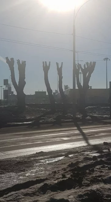 Фото: Кемеровчане возмущены опиловкой деревьев возле магазина 3