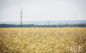 Кузбасс в этом году чаще всего отправлял зерно в Калининград и Беларусь
