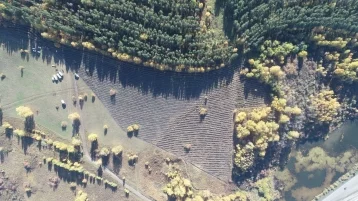 Фото: В Кузбассе предотвращают незаконную вырубку лесов, наблюдая за ними из космоса 1