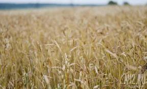 Губернатор поздравил кузбассовцев с Днём работника сельского хозяйства