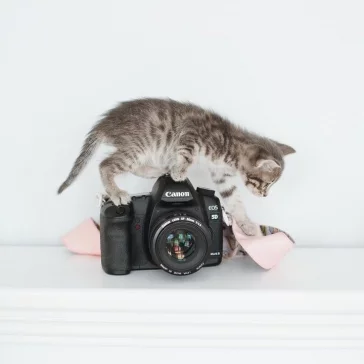Фото: Возьми кота домой: как без вложений сделать успешный аккаунт в Instagram и пристраивать бездомных животных 12