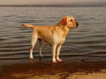 Фото: В Хабаровске местные жители спасли тонущую собаку 1