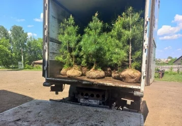 Фото: Из Кузбасса в Республику Беларусь отправили 100 кедров: из них создадут аллею 1