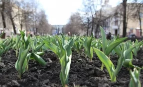 В Кемерове на клумбах взошли первые тюльпаны