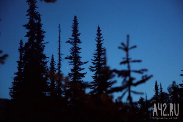 В Кузбассе 80-летний мужчина и 16-летний подросток ушли в лес и пропали