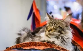 В Испании зафиксирован первый случай смерти кота от коронавируса