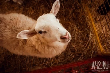 Фото: В Кузбассе поезд насмерть сбил более 20 овец 1