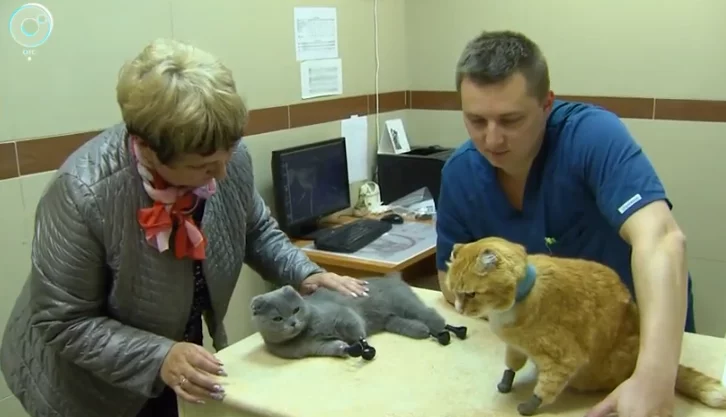 Фото: Новосибирские ветеринары установили протезы вместо лап кошке из Кузбасса 4