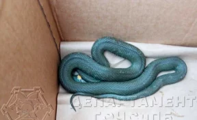 «Отделались лёгким испугом»: в российском магазине из-под холодильника выползла большая змея
