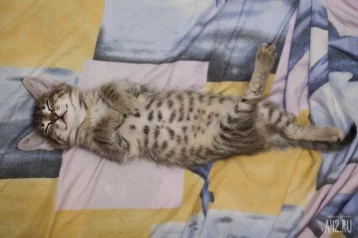 Фото: В Коми матери погибшего бойца передали котёнка, которого он приютил в зоне спецоперации 1