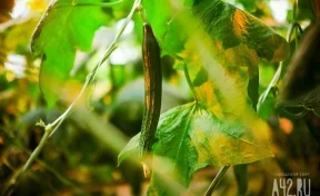 Огород на подоконнике: как вырастить микрозелень, огурцы и авокадо, не выходя из дома