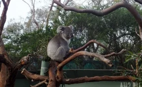 Позирующая коала стала звездой Интернета