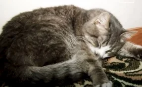 В Кемерове 19 кошек срочно ищут новый дом из-за болезни их пожилой хозяйки