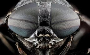 Учёные продлили мухам жизнь смесью из антиракового лекарства и антидепрессанта