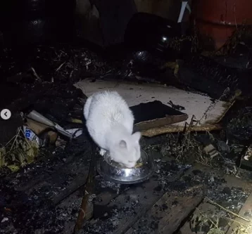 Фото: В Кемерове сгорел мини-приют для бездомных животных 1