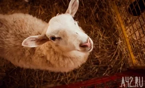 В Кузбассе поезд насмерть сбил более 20 овец