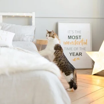 Фото: Возьми кота домой: как без вложений сделать успешный аккаунт в Instagram и пристраивать бездомных животных 13
