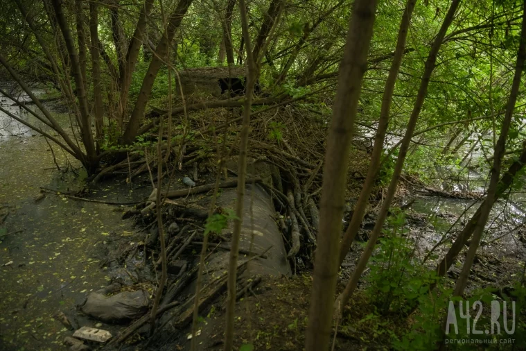 Фото: Звери, бездомные, водопады мусора и озёра нечистот: экспедиция по джунглям Искитимки 64