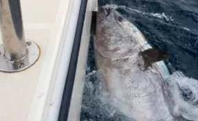 Рыбак поймал 272-килограммового тунца 