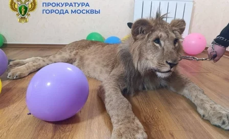 В Москве у организаторов фотосессий с хищниками изъяли львов