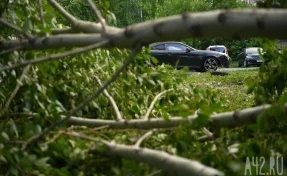 Опасное метеорологическое явление: в Воронеже ураган валит деревья, обрывает кабели и сносит крыши