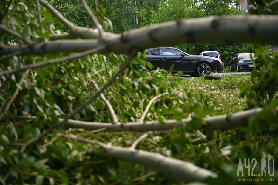 Опасное метеорологическое явление: в Воронеже ураган валит деревья, обрывает кабели и сносит крыши