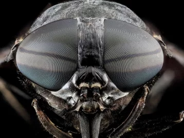 Фото: Учёные продлили мухам жизнь смесью из антиракового лекарства и антидепрессанта 1