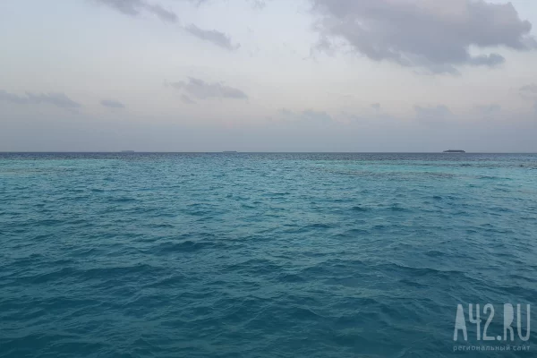 112 погибших тюленей нашли на берегу Каспийского моря в Казахстане